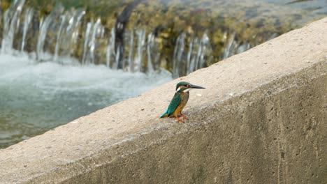 common kingfisher bird hunting at small waterfall cascades perched on concrete wall