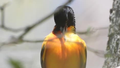 close up of male baltimore oriole preening while sitting on a branch