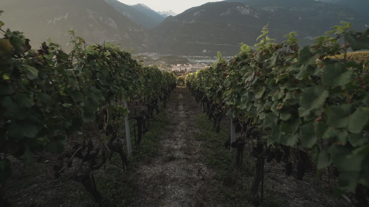 4K-kuva aamukävelystä kahden viinirypälerivin välissä viinitarhalla Lavaux Oronissa, Wallisin kantonissa Sveitsissä.