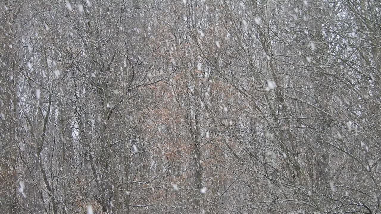 나뭇가지에 눈이 내리고 휴일에 가까운 추운 날씨