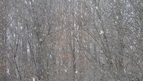 snowing over tree branches, cold weather close to the holidays