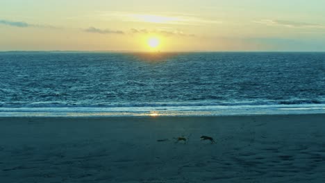 Blick-Auf-Das-Meer-Und-Den-Strand-Am-Abend,-Sonnenuntergang,-Nachglühen-Mit-Wellen,-Wasser-Und-Sonne,-Während-Zwei-Hunde-Rennen-Und-Spielen