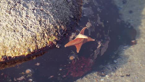 Patiria-Miniata-Flotando-En-El-Agua-De-La-Piscina-De-Roca.-Gastos-Generales