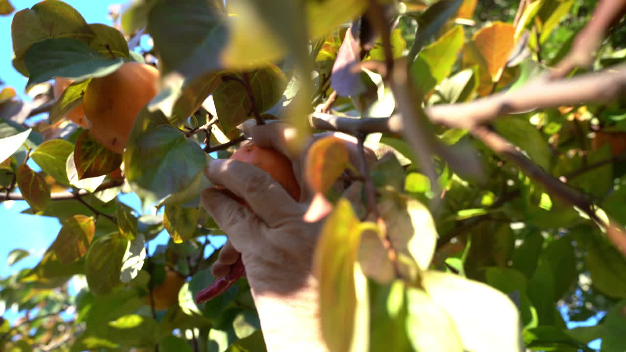 Clip 4K, mano di un uomo che coglie un cachi da un ramo di un albero.