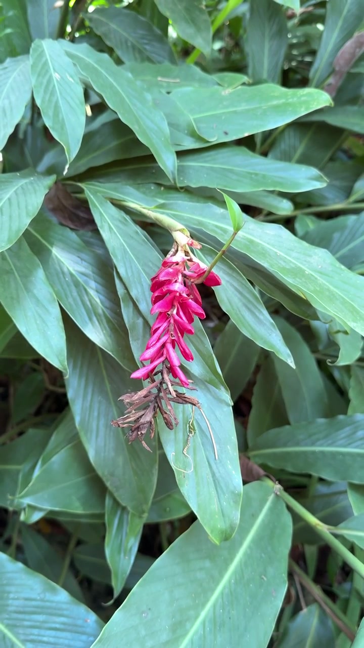 Fiore di zenzero rosso in fiore in un lussureggiante giardino tropicale
