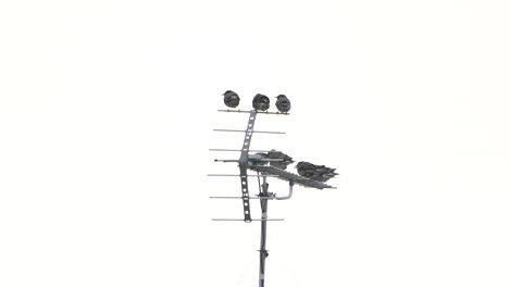 group of white-cheeked starling birds perches on antenna at clear sky in tokyo, japan