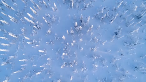 Eine-Vogelperspektive-Zeigt-Schneebedeckte-Kiefern-In-Schweden