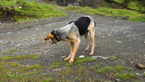 Spotted-Hound-with-Long-Nose-Sniffs-Tracks-in-the-Mountains,-Searching-for-Clues-on-a-Solitary-Wilderness-Trail