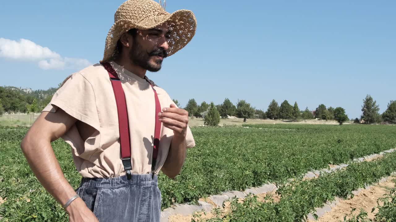 granjero con sombrero en el campo de tomates