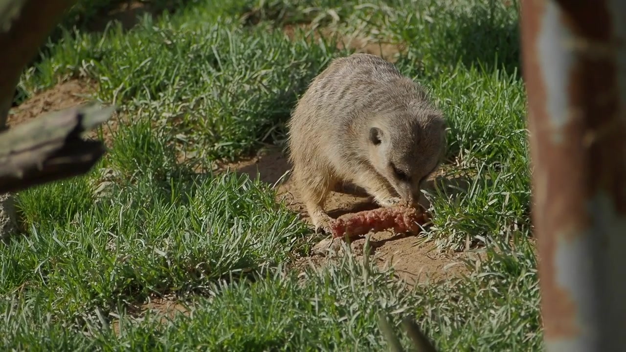 A Meerkat Eating a Piece of Meat in the Grass