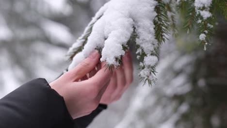 a view of snowcovered christmas tree branches a view of snowcovered christmas tree branches