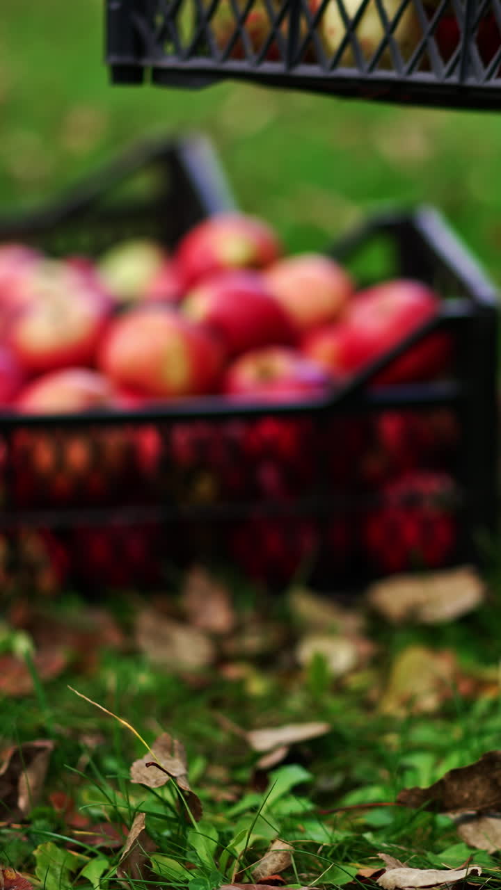 Freshly picked ripe red apples put into boxes. Unrecognized old man brings one more box and leaves it on the ground. Blurred backdrop. Vertical video