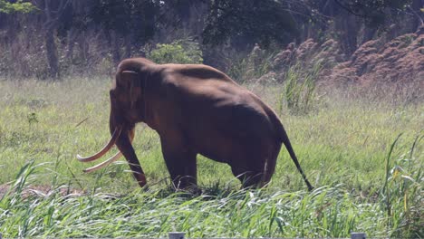 a single elephant walks across a natural landscape.