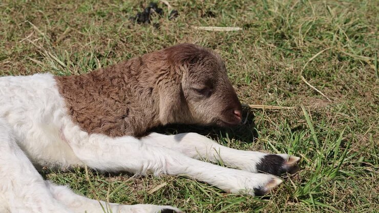 Un giovane agnello sdraiato, che sbatte occasionalmente le palpebre