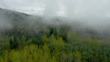 thick dense fog lays low over the evergreen forest