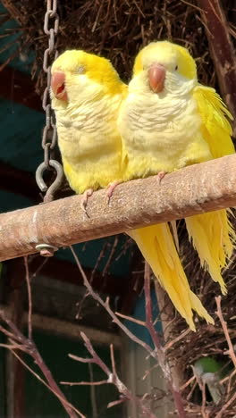 bright yellow birds resting on a perch. two vibrant yellow birds sit closely on a wooden perch amidst a natural backdrop
