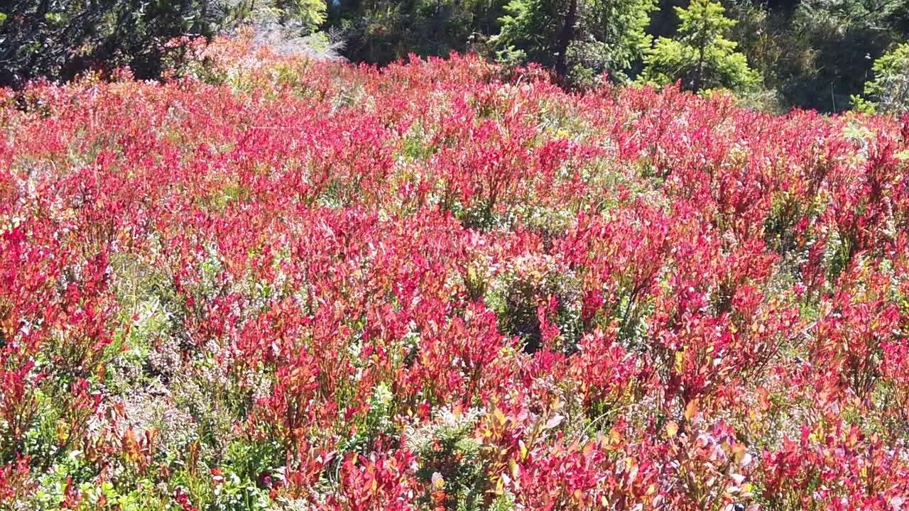 오스트리아 비겐제 산에 있는 빨간색과 분홍색 야생 블루베리 밭의 클로즈업 이미지