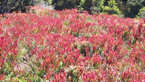 A-closeup-image-of-red-and-pink-wild-blueberries-field-in-the-mountain-of-Wiegensee-in-Austria