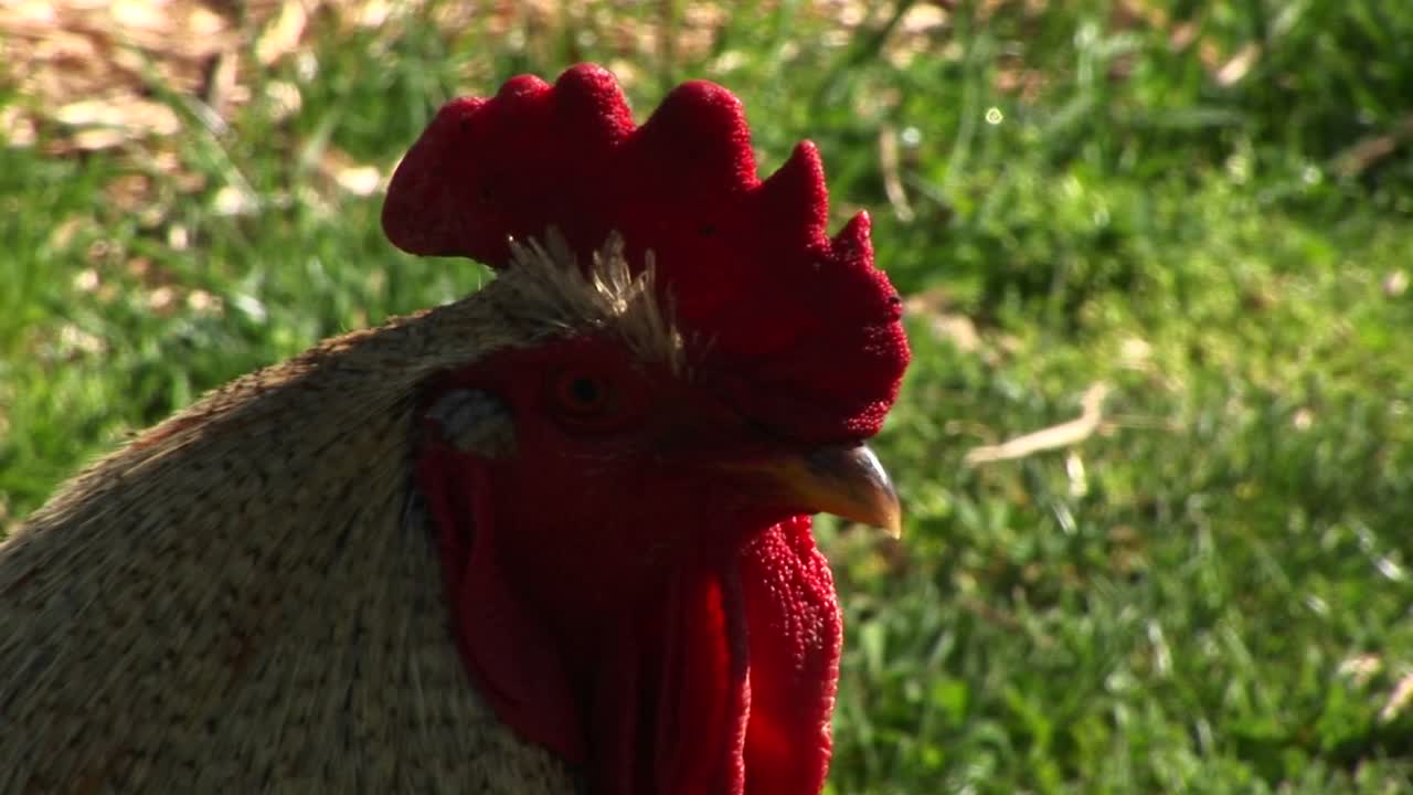 un gallo agitado canta y se pavonea en este primer plano