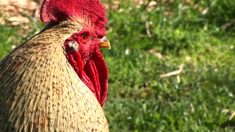 un gallo agitado canta y se pavonea en este primer plano