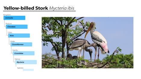 storks interacting and nurturing in a tree