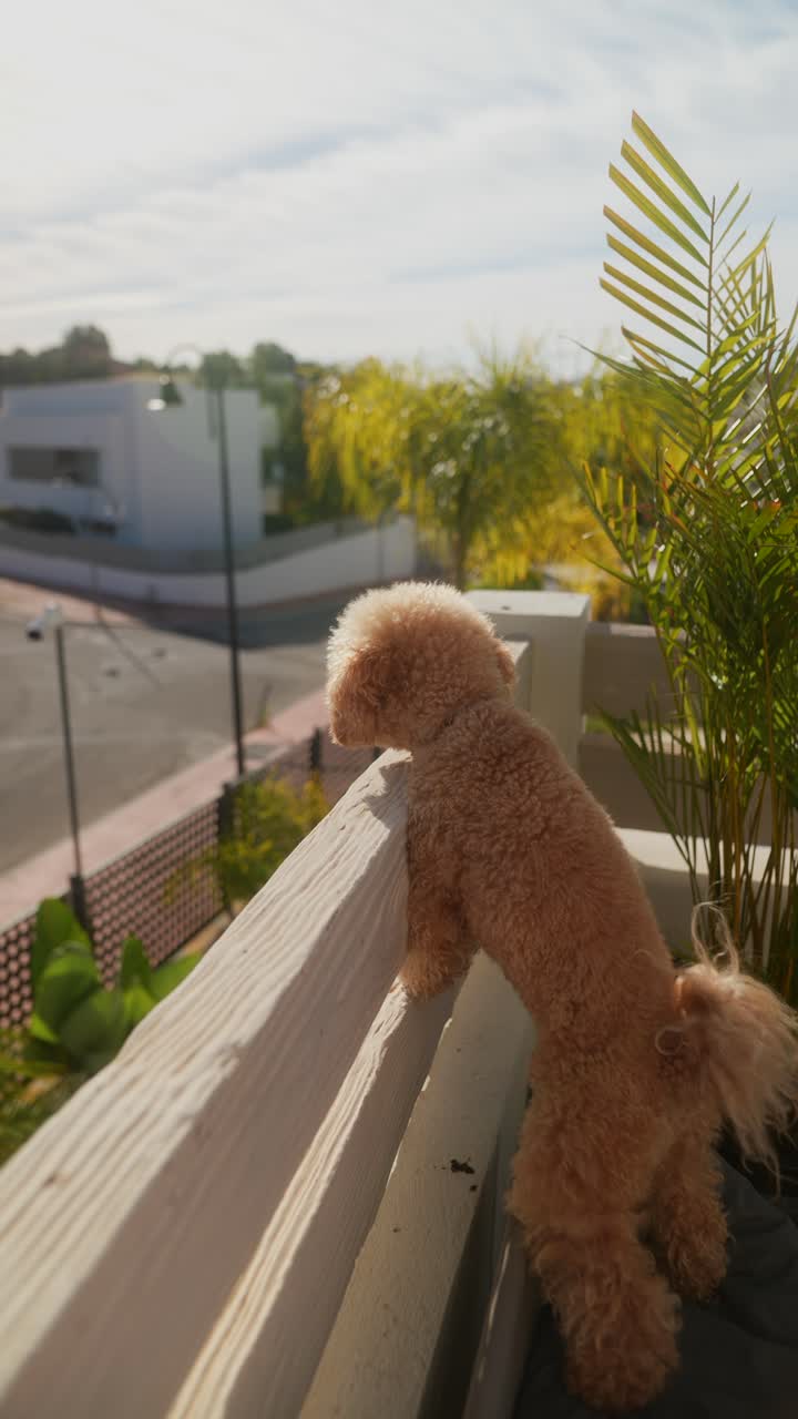 발코니에서 전망을 보는 푸들