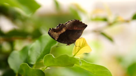 garden commodore butterfly sitting on nearby leaf, takes off, flies away to leaves in background, near white window of a house