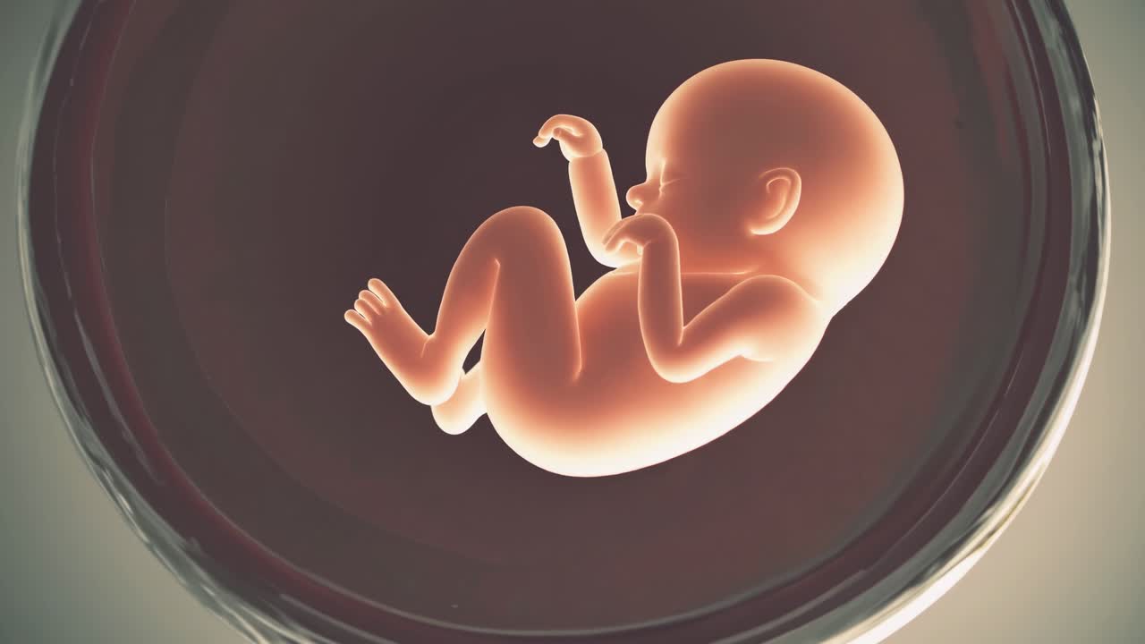 Animazione 3D di un feto umano che si sviluppa nell'utero.