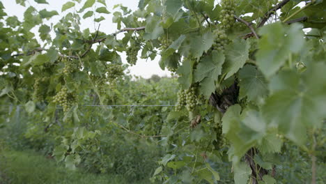 grapevine slow motion footage with green grapes in a vineyard