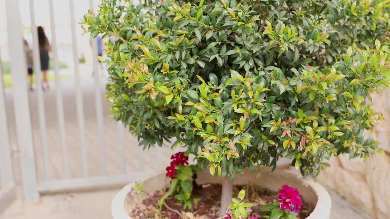 Moving out from close-up of young green syzygium leaves with defocused peoples