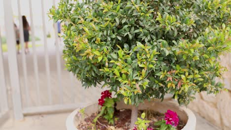 moving out from close-up of young green syzygium leaves with defocused peoples
