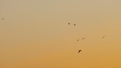 static shot of migratory birds fly in soft yellow sunrise sky, latvia