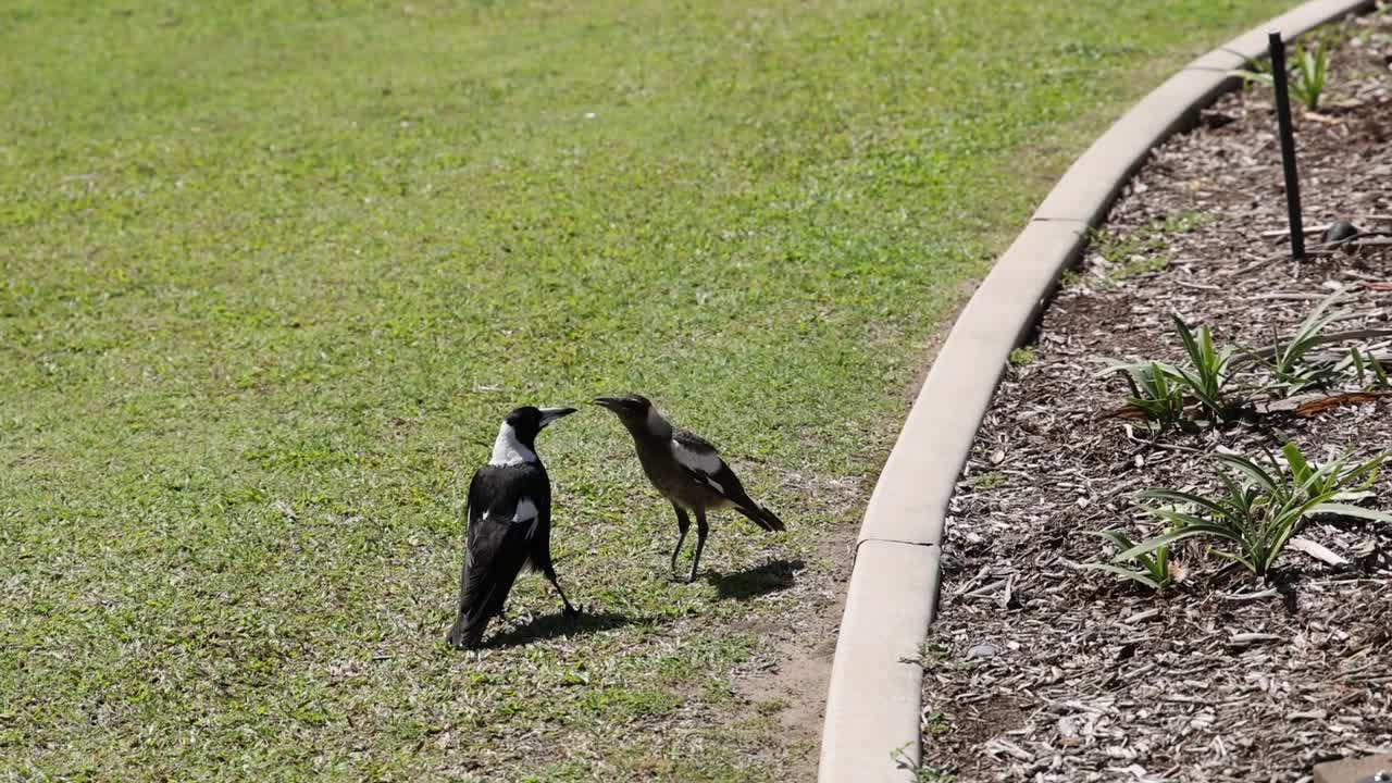두 마그피가 잔디에서 교류하고 상호 작용합니다.