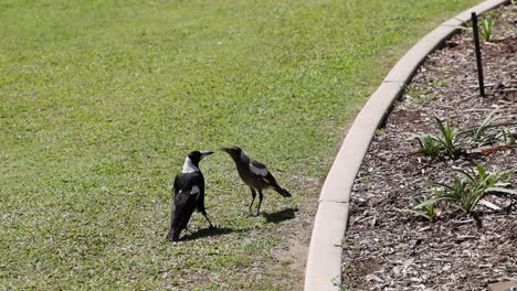 two magpies engaging and interacting on grass