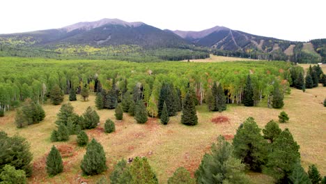 imágenes de drones de bosques de montaña de otoño