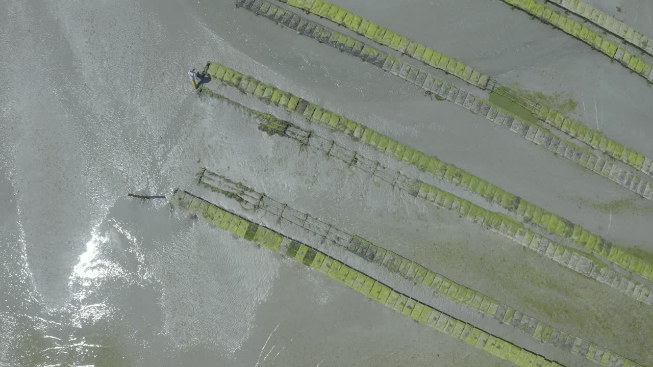 썰물 때 굴 양식장의 굴 우리 주위를 배회하는 해산물 농부