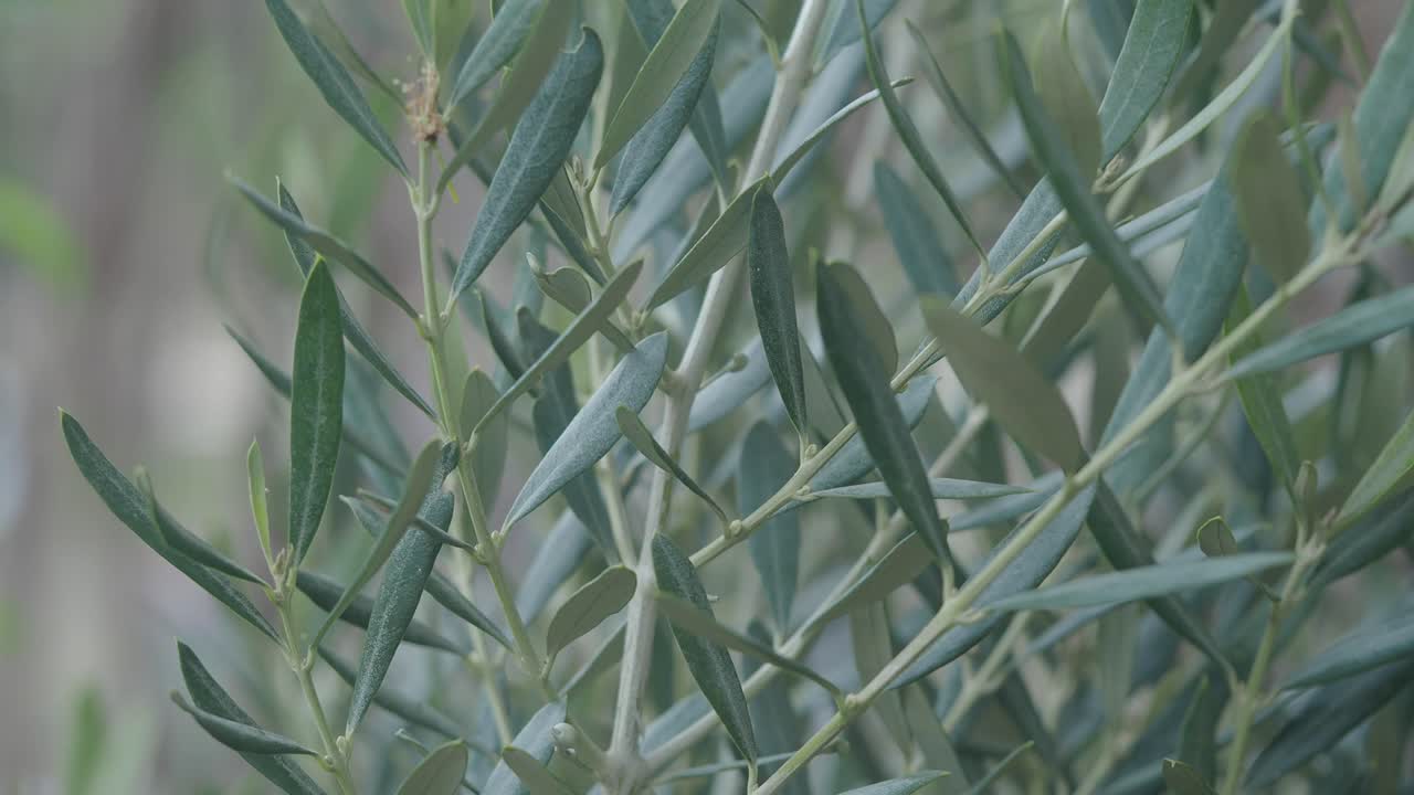 Olive Tree Leaves
