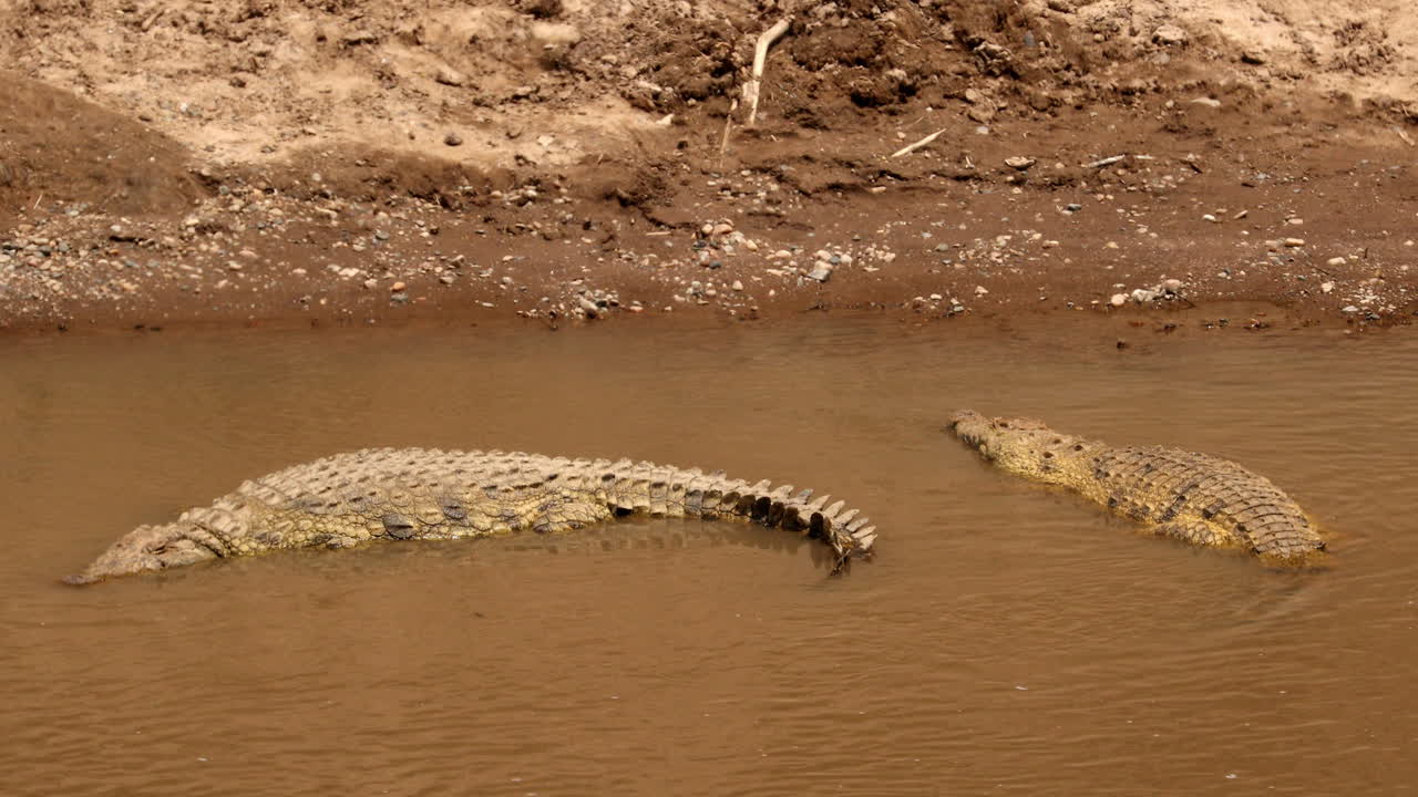 cocodrilos del nilo en el río mara en kenia, reserva nacional masai mara