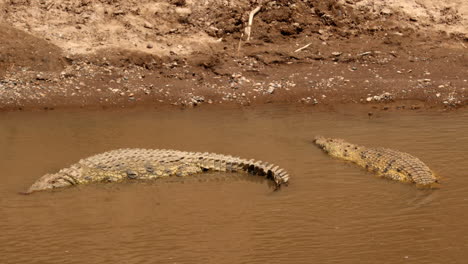 nile crocodiles on the mara river in kenya, masai mara national reserve