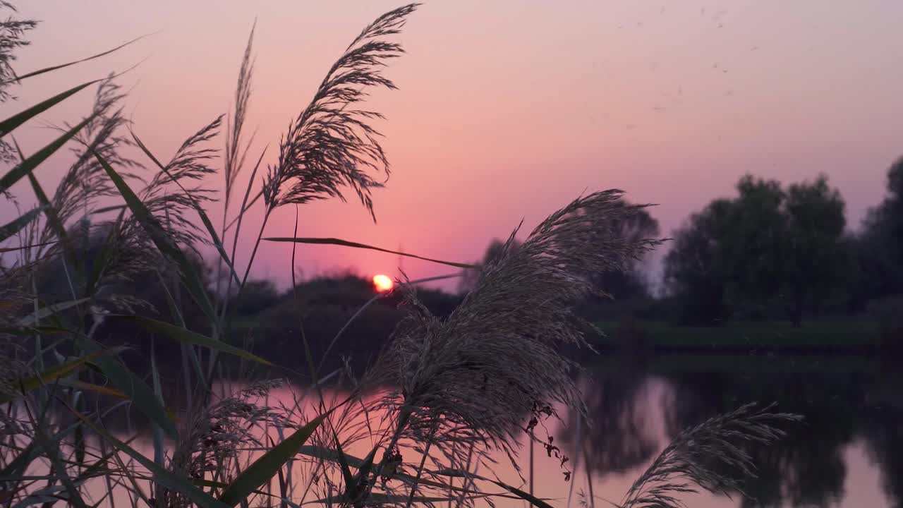 Sunset at a lake with mosquitoes