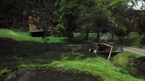 un dron de 4k retrocede y revela un estanque de patos con cabras pastando cerca
