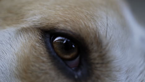 macro shot of brown and white stray dog's eye blinking and looking around