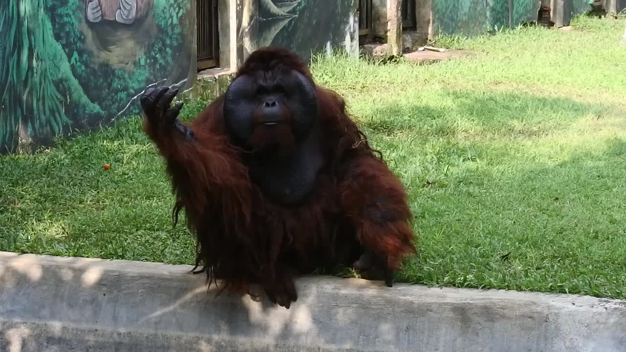 un orangután se sienta actuando lindo frente a la valla que divide su jaula en el zoológico de semarang, java central, indonesia