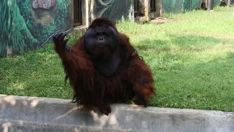 an orang utan sits acting cute in front of the fence dividing its cage at semarang zoo, central java, indonesia