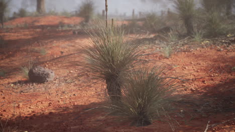 bush land in australia