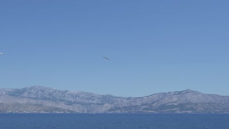 gaviotas volando sobre el mar, montañas en el fondo - gran angular