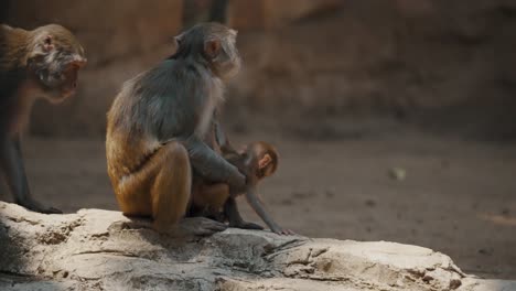 family of rhesus monkeys in zoo wildlife park