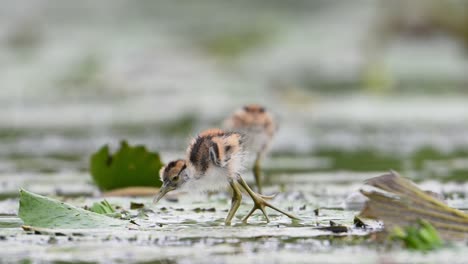 Küken-Von-Fasanenschwanzhühnern-Fressen-An-Einem-Regnerischen-Tag-Auf-Schwimmenden-Blättern