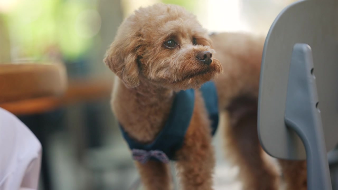 Mano umana che accarezza delicatamente un piccolo cane dal pelo riccio che indossa una pettorina blu.