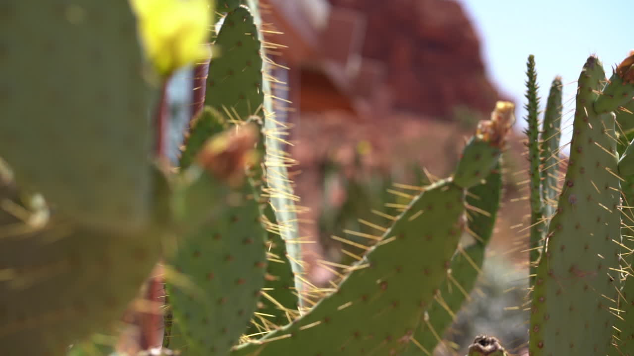 primer plano de plantas de cactus en el paisaje desértico seco del parque estatal del valle del fuego, nevada, ee.uu., enfoque selectivo, fotograma completo